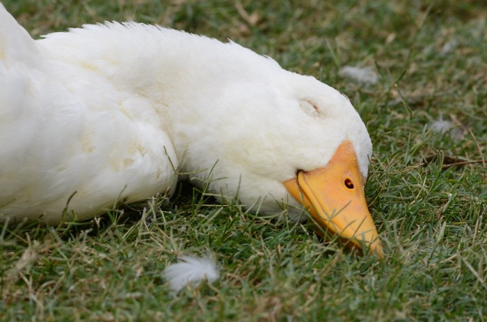 Pato dorme precisam descansar tempo imgflip