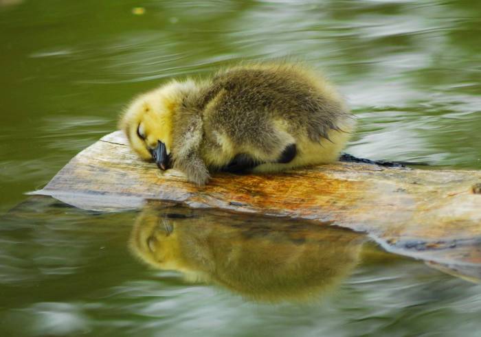 Sleeping duck