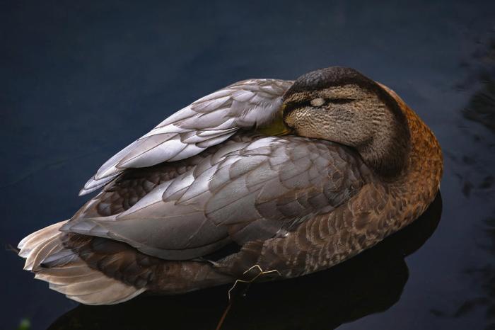 Sleeping duck